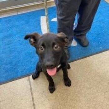 Mixed Breed and German Shepherd Dog Dogs Available for Adoption in York, Pennsylvania - Mocha | PetCurious