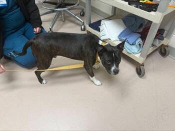 Dakota -  Boston Terrier and Cardigan Welsh Corgi Dog for Adoption in Woodbury, Minnesota - Dakota | PetCurious