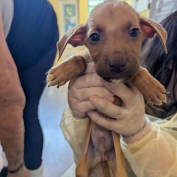 Mr. Green -  Mixed Breed Dog for Adoption in Lynchburg, Virginia - Mr. Green | PetCurious