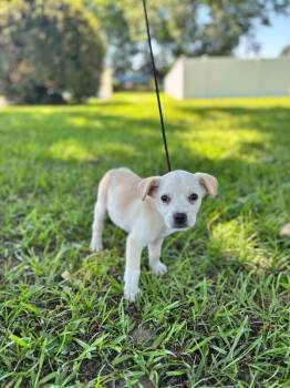Rapunzel -  Golden Retriever and Chihuahua Dog for Adoption in Aiken, South Carolina - Rapunzel | PetCurious