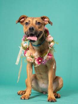 Sassy -  Mixed Breed Dog for Adoption in Atlanta, Georgia - Sassy | PetCurious