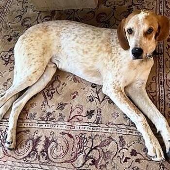 Rescue Hound and Mixed Breed Dogs for Adoption in Fairfax, Virginia - Tinsel (now Toby) | PetCurious