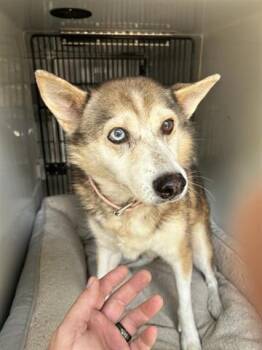 Rescue Husky and Mixed Breed Dogs for Adoption in Houston, Texas - A645148 | PetCurious