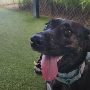 Rescue Mixed Breed Dogs for Adoption in Lakeland, Florida - Luna | PetCurious