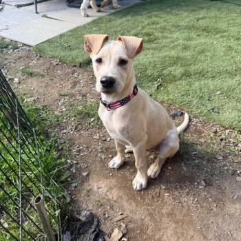 Blu -  Mixed Breed and Labrador Retriever Dog for Adoption in Pleasant Valley, New York - Blu | PetCurious