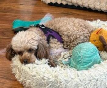 Poodle Dogs Available for Adoption - Annie | PetCurious