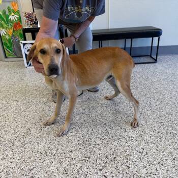 Rescue Hound Dogs for Adoption in Madisonville, Tennessee - Miller | PetCurious