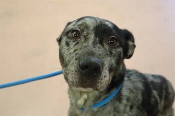 Mixed Breed Dogs Available for Adoption - NOAH | PetCurious