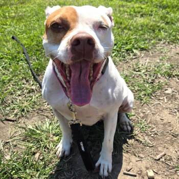 Minnie -  Pit Bull Terrier Dog for Adoption in Champaign, Illinois - Minnie | PetCurious