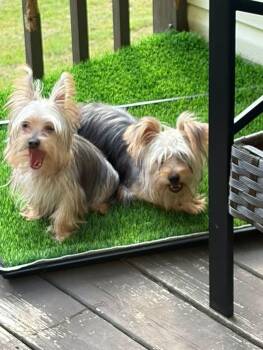 Leo & Theo -  Yorkshire Terrier Dog for Adoption in Matthews, North Carolina - Leo & Theo | PetCurious