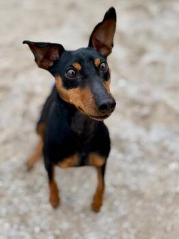 Chunky Monkey -  Miniature Pinscher Dog for Adoption in Muskegon, Michigan - Chunky Monkey | PetCurious