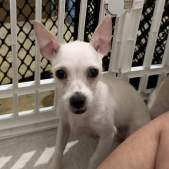 Emery -  Maltese and Chihuahua Dog for Adoption in Montgomery, Texas - Emery | PetCurious