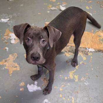 Rocky -  Boxer and Pit Bull Terrier Dog for Adoption in Melrose, Florida - Rocky | PetCurious