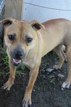 Honeybun -  Pit Bull Terrier Dog for Adoption in Martinsville, Virginia - Honeybun | PetCurious