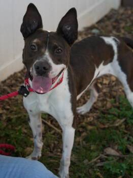 Annalisa -  Mixed Breed Dog for Adoption in Chamblee, Georgia - Annalisa | PetCurious