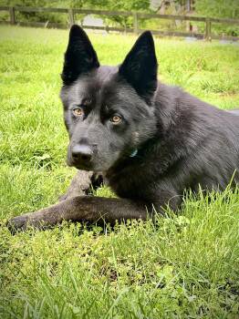 German Shepherd Dog Dogs Available for Adoption in Newport, Kentucky - Sirius | PetCurious