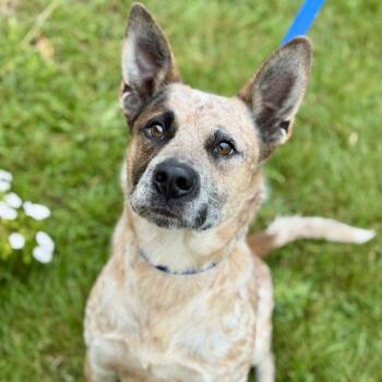 Rescue Australian Cattle Dog Blue Heeler Dogs for Adoption in Battle Creek, Michigan - Jerry | PetCurious