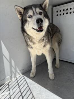 Siberian Husky Dogs Available for Adoption in Victorville, California - Koda | PetCurious