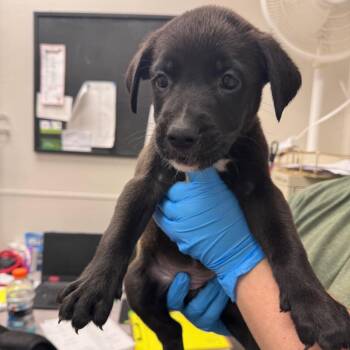 Sparkler -  Mixed Breed Dog for Adoption in Columbiana, Alabama - Sparkler | PetCurious