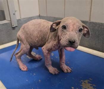 BOO BERRY -  American Staffordshire Terrier Dog for Adoption in San Antonio, Texas - BOO BERRY | PetCurious