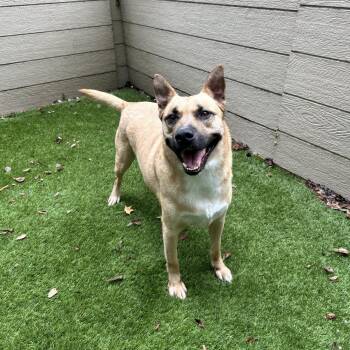 Royce -  German Shepherd Dog and Labrador Retriever Dog for Adoption in Magnolia, Texas - Royce | PetCurious