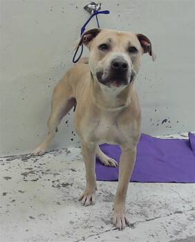 HOMER -  Staffordshire Bull Terrier and Mixed Breed Dog for Adoption in Houston, Texas - HOMER | PetCurious