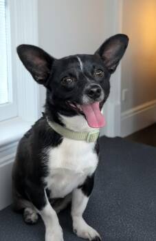 Chihuahua Dogs Available for Adoption - Dice | PetCurious