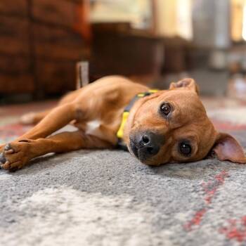 Rusty -  Chihuahua and Mixed Breed Dog for Adoption in Green Bay, Wisconsin - Rusty | PetCurious