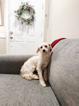 Miniature Poodle Dogs Available for Adoption in Goodyear, Arizona - CHARLIE | PetCurious