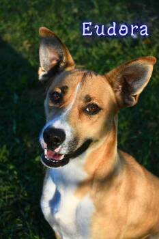 Rescue Basenji Dogs for Adoption in Valparaiso, Indiana - Eudora | PetCurious