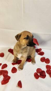 German Shepherd Dog Dogs Available for Adoption - Blush AL | PetCurious