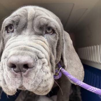 Reynolds -  Neapolitan Mastiff Dog for Adoption in Northbrook, Illinois - Reynolds | PetCurious