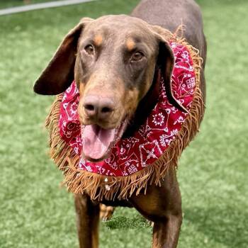 Snickers -  Doberman Pinscher and Mixed Breed Dog Available for Adoption in Houston, Texas - Snickers | PetCurious