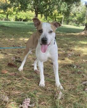 Rescue Pit Bull Terrier and Mixed Breed Dogs for Adoption in Springfield, Illinois - Nutmeg | PetCurious