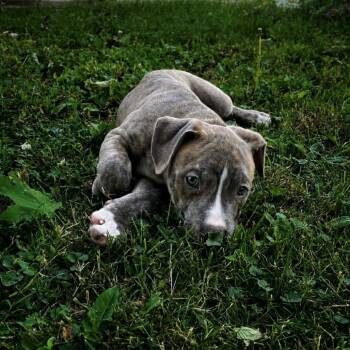 Apollo -  Boxer and Mixed Breed Dog for Adoption in Normal, Illinois - Apollo | PetCurious