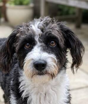 Daisy -  Miniature Poodle and Bichon Frise Dog for Adoption in Severance, Colorado - Daisy | PetCurious