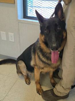 Bear -  German Shepherd Dog Dog for Adoption in Trenton, New Jersey - Bear | PetCurious