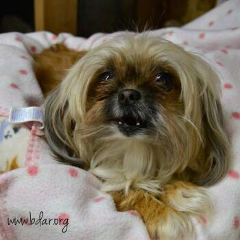 Bugsy -  Pekingese and Yorkshire Terrier Dog for Adoption in Cheyenne, Wyoming - Bugsy | PetCurious