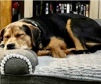 Rescue German Shepherd Dog Dogs for Adoption - SNICKERS….super Sweet Girl!!! | PetCurious