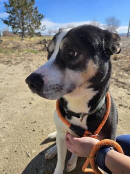 Australian Kelpie and Mixed Breed Dogs Available for Adoption in Casper, Wyoming - CHARLES | PetCurious
