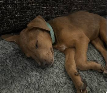Lucy -  Hound and Labrador Retriever Dog for Adoption in Denver, Colorado - Lucy | PetCurious