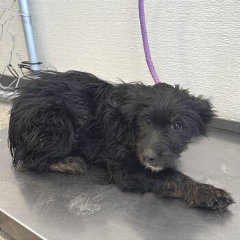 Mixed Breed Dogs Available for Adoption in Las Cruces, New Mexico - Zinnia | PetCurious