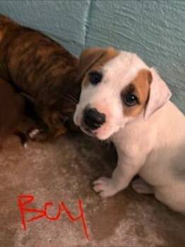 Tyson -  Mixed Breed Dog for Adoption in Lafayette, Tennessee - Tyson | PetCurious