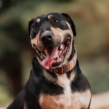 Rescue Dogo Argentino and Bull Terrier Dogs for Adoption in Newcastle, California - Branton | PetCurious