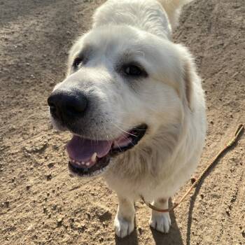 Dr Seuss -  Great Pyrenees Dog Available for Adoption in Austin, Texas - Dr Seuss | PetCurious