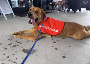 Rescue Labrador Retriever Dogs for Adoption in Pflugerville, Texas - Andy | PetCurious
