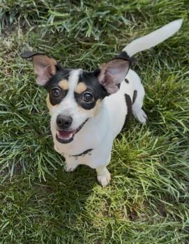 Aloki -  Chihuahua Dog for Adoption in Gainesville, Virginia - Aloki | PetCurious