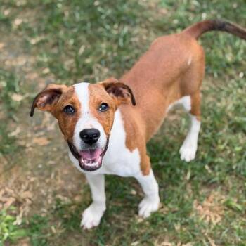Buddy -  Mixed Breed Dog for Adoption in Brownsboro, Alabama - Buddy | PetCurious