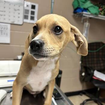 Rat Terrier and Rottweiler Dogs Available for Adoption in Newport, North Carolina - Lucky | PetCurious