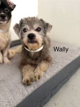 Rescue Poodle Dogs for Adoption in Los Angeles, California - Wally #3982 | PetCurious